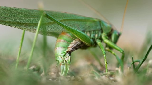 Big green locust female lays eggs