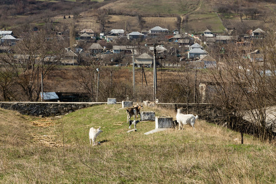 She-goat with kids.