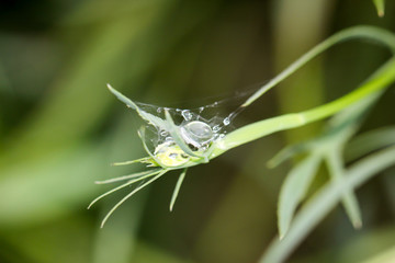 ein Grasblatt mit etwas Spinnenseide und einem Wassertropfen