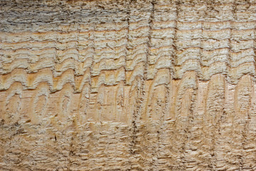 Close-up of wood texture. Wooden board with a space as a backdrop for design, text. Drawing of a pine tree in a cut.