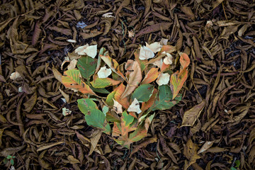 Herbstlaub auf dem Waldboden mit einem grünen Herz aus Laub