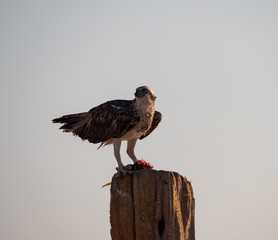 Osprey perched eating fish on Hawar Islands in the Arabian Gulf between Bahrain and Qatar