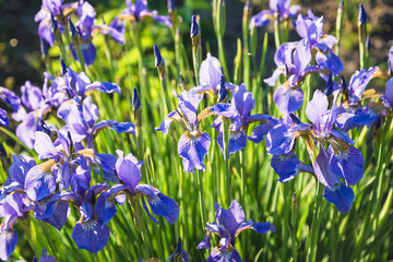 Wild siberian iris blooming in the summer sunny garden