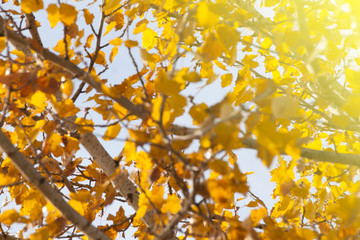 background of branches and leaves of a black poplar