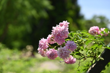 Rose pink flowers