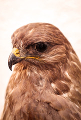 Portrait eines ausgestopften Bussard, Greifvogel