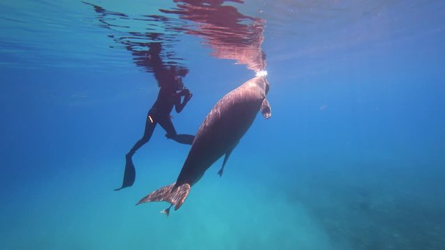 Diver capturing video of a dugong swimming gracefully in deep blue ocean waters, highlighting the tranquil beauty of underwater wildlife and the fascinating interaction between human and sea