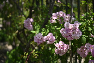 Rose pink flowers