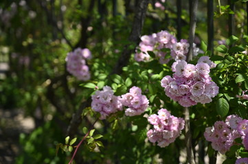Rose pink flowers
