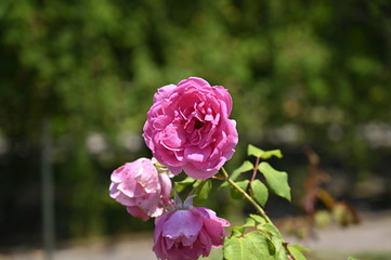 Rose pink flowers