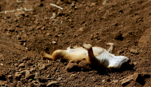 Meerkat on guard their nest in Africa