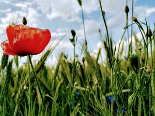 red poppy in a field