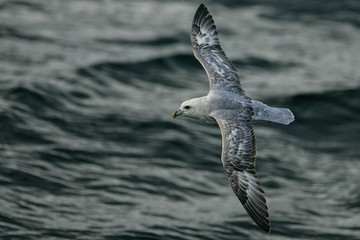 Eissturmvogel (Fulmarus glacialis) Flugbild über dem Meer mit ausgebreiteten Flügeln, Nordsee, offshore, Deutschland