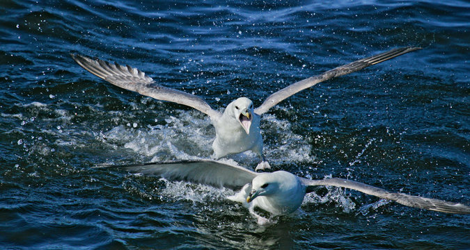 Eissturmvogel (Fulmarus glacialis) Verfolgungsjagd von zwei Altv&ouml;geln auf dem Wasser, Nordsee, offshore, Deutschland