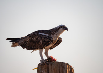 Osprey perched eating fish on Hawar Islands in the Arabian Gulf between Bahrain and Qatar