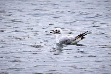 Black Headed Gull ( Larus Ridibundus ) in water, winter plumage