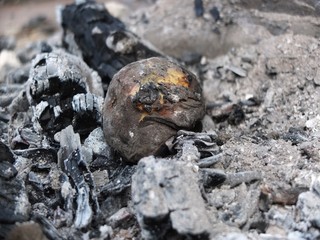 The baked potatoes in coals