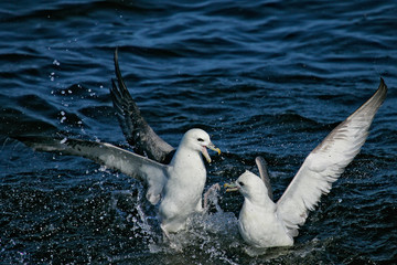 Eissturmvogel (Fulmarus glacialis) zwei Altv&ouml;gel k&auml;mpfen um Nahrung, Nordsee, offshore, Deutschland
