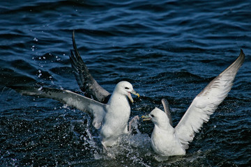 Eissturmvogel (Fulmarus glacialis) zwei Altvögel kämpfen um Nahrung, Nordsee, offshore, Deutschland