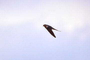 Barn Swallow ( Hirundo Rustica ) in flight with insect in his beak