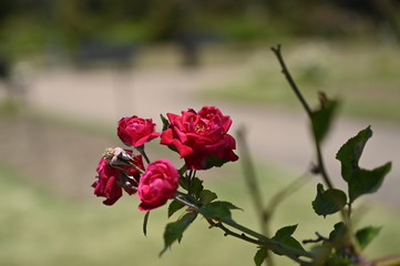Rose pink flowers