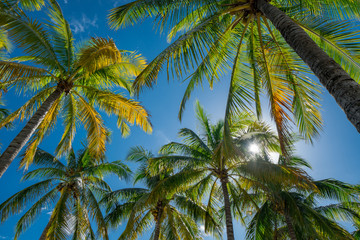Fototapeta na wymiar Tropical Miami palm trees with overhead sun