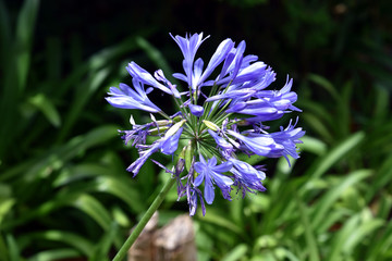 Closeup view on the purple Agapanthus, a popular perennial that grows from a bulb-like rhizome. Madeira Island - Portugal.