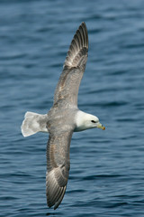 Eissturmvogel (Fulmarus glacialis) Flugbild über dem Meer mit ausgebreiteten Flügeln, Nordsee, offshore, Deutschland