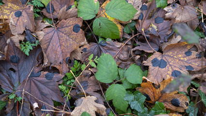 Leaf at fall in a forest,  on the ground