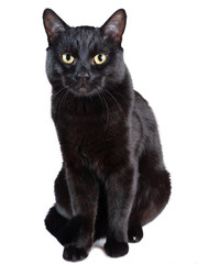 Black Cat sitting isolated on a white background. Soft focus.