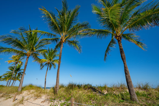 Nature beach dunes Fort Lauderdale Beach turtle nesting grounds