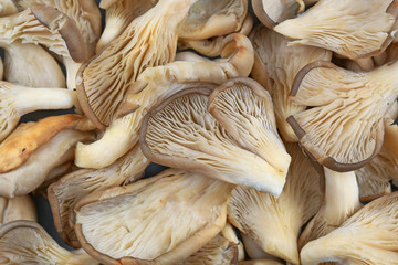 Top view of 'Pleurotus Ostreatus' oyster mushrooms