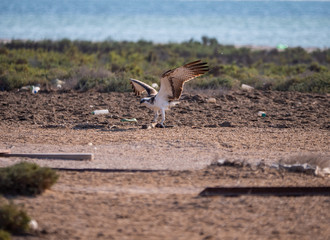 Arabian Osprey nesting surrounded by plastic waste in the Arabian Gulf
