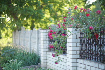 Red roses growing on brick with metal fogred fence in summer.