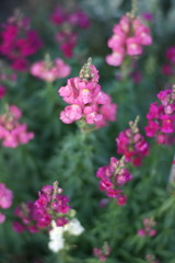 Fototapeta premium Pink snapdragon flowers grow in the garden closeup.