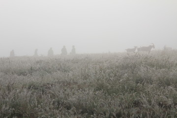 A shepherd in the morning in the fog at a pasture.