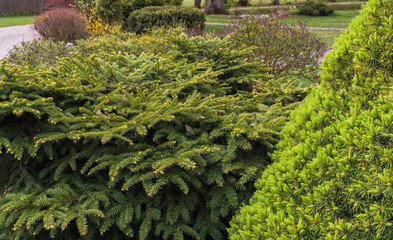 A low, dense Christmas tree in the garden, courtyard plantings. View of coniferous tree in the spring.