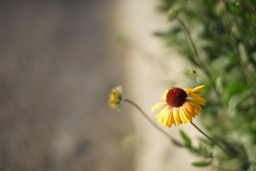 Yellow flowers gaillardia grow in the sunny summer garden near road.