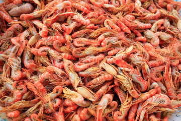 Dog shrimp, special aquatic products in Bohai sea area of China