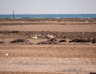 Arabian Osprey nesting surrounded by plastic waste in the Arabian Gulf