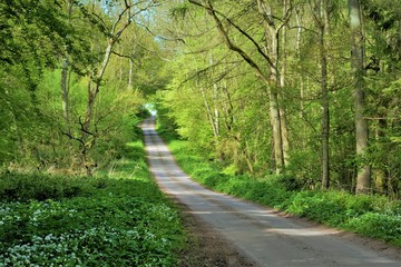road in the forest