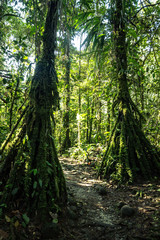 natural wildlife tropical forest ecuador jungle
