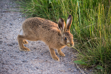 young hare