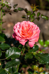 pink  rose flower on the branch in the garden