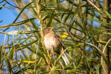 Female chaffinch