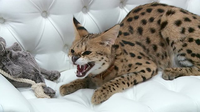 the Serval lives in the apartment owners have a sleeping lies