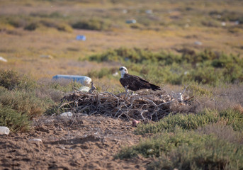 Arabian Osprey nesting surrounded by plastic waste in the Arabian Gulf