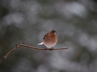 European wild bird in the garden at winter time