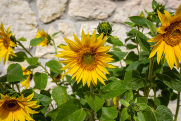 Blooming sunflowers against the background of a limestone wall