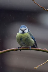 European wild bird in the garden at winter time